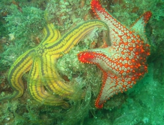 estrellas de mar